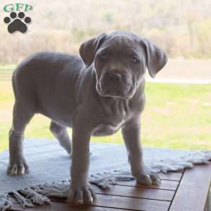 Keira, Cane Corso Puppy
